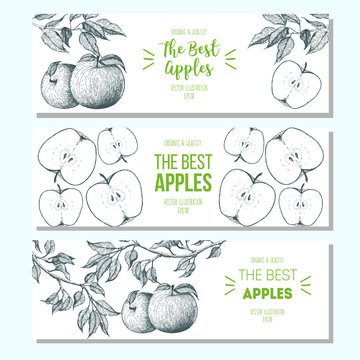 Set of banners with hand-drawn apples. Vector illustration for fruits market. Horizontal banner collection. Vintage elements for design