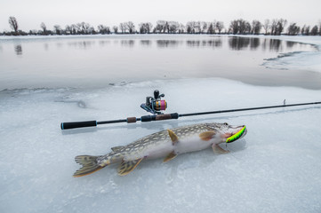 Ice fishing. Pike trophy