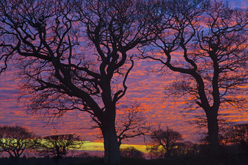 Sunset over Oaks Southrepps Norfolk UK Winter