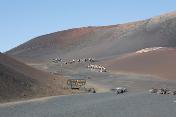 Fototapeta na wymiar Camel riding in the National Park