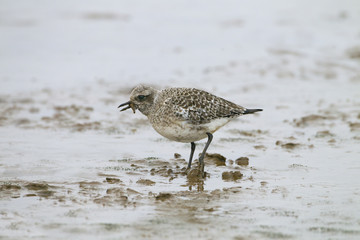Grey Plover Pluvialis squatarola on mudflats feeding