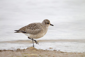 Grey Plover Pluvialis squatarola on mudflats feeding