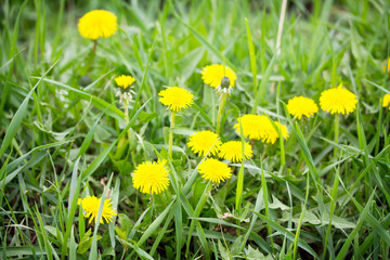 Blooming dandelion in bright green grass spring background. Gree