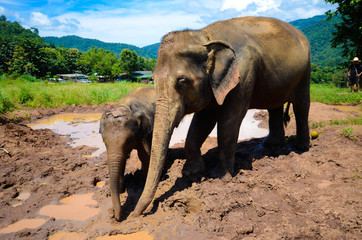 Elefanten spielen in einer Schlammpfütze