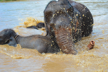 Baby Elefanten schwimmen mit Mutter im Fluss in Thailand 
