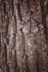 bark tree texture