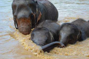 Baby Elefanten schwimmen mit Mutter im Fluss in Thailand 