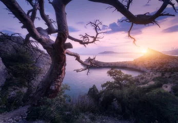 Gordijnen Geweldige oude boom in de bergen van de Krim bij zonsopgang. Kleurrijk landschap met boom, rots, zee en paarse zonnige hemel in de ochtend. Zomer bos in bergen. Reis. Natuur achtergrond. Prachtige kust © den-belitsky