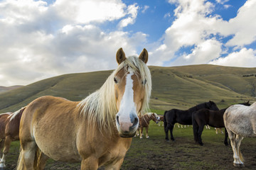 Obraz premium Herd of free horses in the Pian Grande (Castelluccio di Norcia), Italy