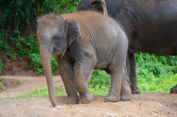 Kleiner Baby Elefant auf Wanderschaft in Thailand 
