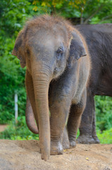 Kleiner Baby Elefant auf Wanderschaft in Thailand 