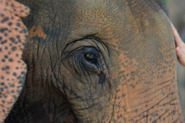 Dem Elefant ganz nah, Thailand