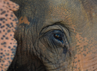 Dem Elefant ganz nah, Thailand