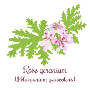 Rose Geranium or Pelargonium Graveolens. leaves and Flowers