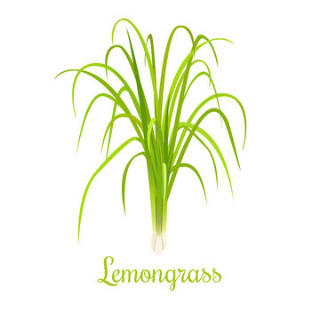 lemongrass or Cymbopogon or Citronella grass. culinary herb