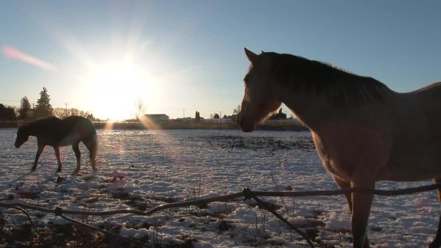 Two horses in Washington State enjoy the last light of day in pasture during winter season.