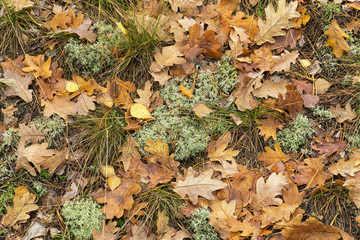 Forest floor with dry oak leaves and reindeer moss  (Cladonia rangiferina). Aerial view. Texture,...