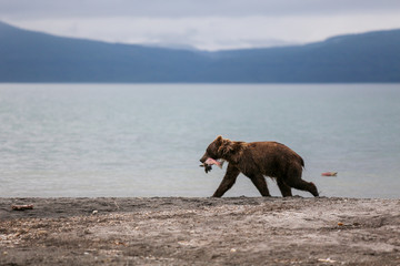 Bear teen caught salmon fish