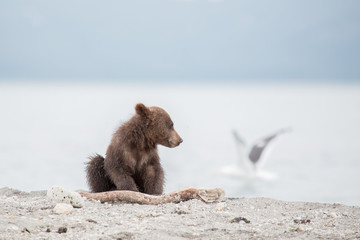 Small bear cub and seagull