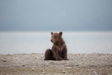 Obraz premium Small bear cub on the lake