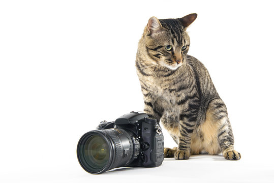 gray cat with a photo camera on a white background