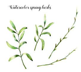 Watercolor spring herbs. Hand painted floral elements isolated on white background. Botanical illustration with green branches for design, print or fabric.