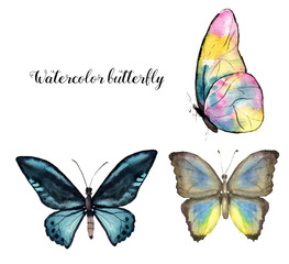 Watercolor butterfly. Hand painted insect collection isolated on white background. Illustration for design, print.