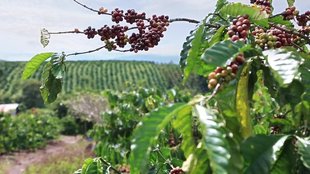 Coffee plantation in the highlands in Lam Dong area of Eastern Vietnam
