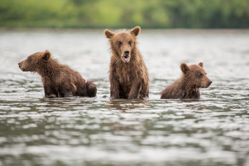Three little bear cub swimming in the lake