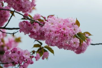 Pink blossoming flowers