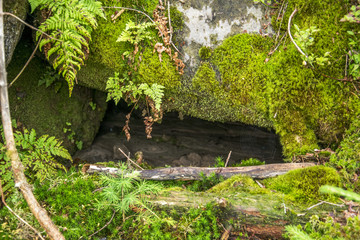 Dzika przyroda © KrólestwoNauki