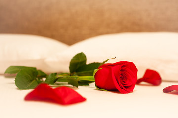 Single red rose on a bed. 