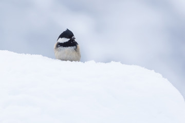 Tannenmeise in einer verschneiten Landschaft im Winter