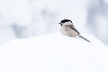 Fototapeta premium Weidenmeise in einer Winterlandschaft 