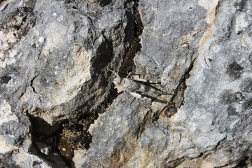 saltamontes sobre unas rocas