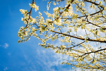 Spring blossoming, white spring flowers on a plum tree. Natural phorography.