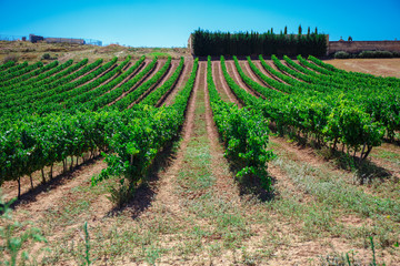 Fototapeta na wymiar Rows of vines in the field in Spain
