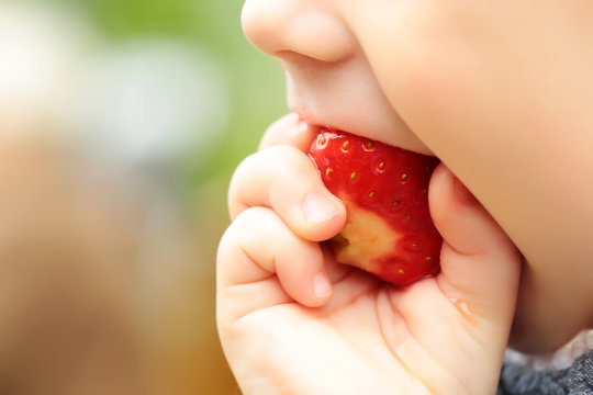 small child eating red strawberry