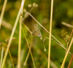 Beautiful Common Tit butterfly eat mineral in nature on the rock floor