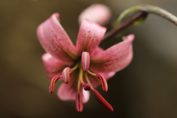 Fototapeta na wymiar Flor de martágon encontrada en el pirineo aragonés (Lilium martagon)