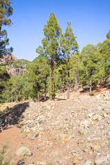 Fototapeta na wymiar Canarian pines