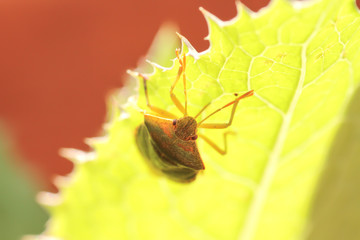 foto macro de un insecto posado sobre una flor o planta en el pirineo aragonés en verano
