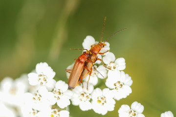 foto macro de un insecto posado sobre una flor o planta en el pirineo aragonés en verano