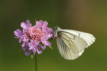 mariposa blanca posada sobre una flor de color violeta en el pirineo aragonés