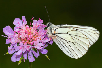 mariposa blanca posada sobre una flor de color violeta en el pirineo aragonés