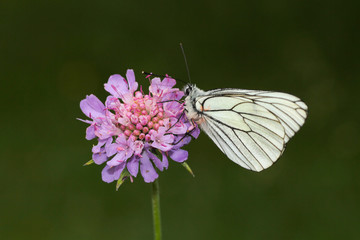 mariposa blanca posada sobre una flor de color violeta en el pirineo aragonés