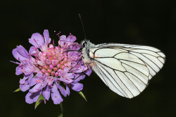 mariposa blanca posada sobre una flor de color violeta en el pirineo aragonés