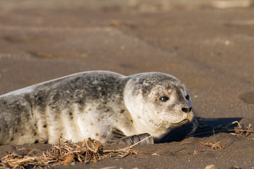 Seehund an einem Strand in Island