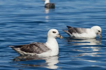 Eissturmvogel
