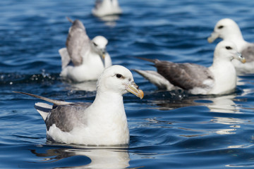 Eissturmvogel
